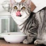 The main cat eating disorders: how to recognize and treat them