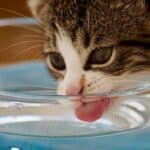 Water intoxication in cats: how to recognize it and what to do
