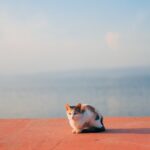 Why do cats like being in the sun? Risks and benefits of this habit