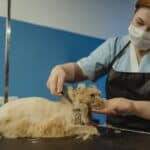 Why you shouldn't shear your cat in the summer: pros and cons