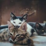 Calicivirus in cats: causes, symptoms and treatment