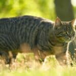 Cat pregnancy: unmistakable symptoms and signs of a pregnant cat