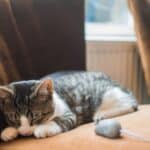 Cat sleep: phases, duration