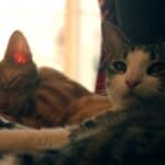 Coronavirus in cats: symptoms and risks