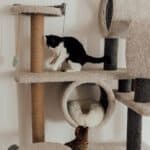 Exercises for the senior cat: 6 ways to help your cat