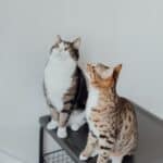 Giardiasis in cats: cause, symptoms, treatment