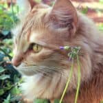 Plants that go well with cats that you can have in your home
