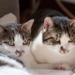 Ringworm in cats: the cause, symptoms, treatment