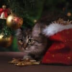 The cat ate the poinsettia: symptoms and remedies