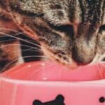 The cat eats plastic: why it does it and how we can help