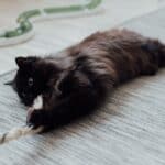 The cat swallowed the rope: what to do