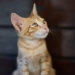 The cat's hearing: all you need to know about this sense