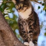 The difference between wild and domestic cats: characteristics and behavior