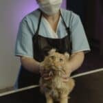 Veterinary checkups for cats