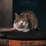 When the cat is about to die: signs and why they want to be alone