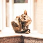 Why the cat pulls its hair and what to do to avoid it