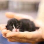 Abandoned newborn kitten: how to act and what not to do