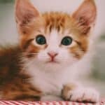 Asthma in cats: symptoms, causes, cure and treatment