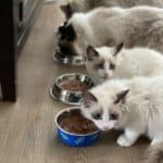 Can adult cats eat kitten food?