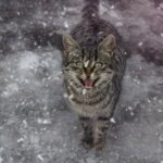 Cat Cold Symptoms and Treatment