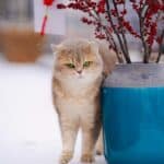 Cat suffers from the cold: how to protect it in winter