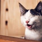 Cat with hiccups: Let's find out the causes and remedies