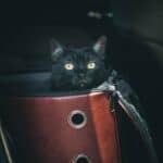Cats in a Carrier : concerns, how to make their travel comfortable