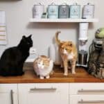 Cats in danger: 11 things that can harn a cat