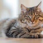 Chronic pain in cats: causes, remedies, treatment and consequences