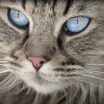 Cleaning your cat's eyes: here's how