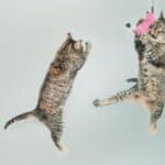 Dangerous games and pastimes for cats to avoid