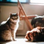 Depressed cats and dogs: Treat them with cannabis oil