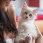 Feeding the Ragdoll Cat: what to give and how much