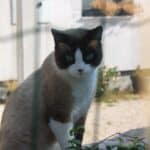 Feeding the Snowshoe Cat: food, quantity and frequency of meals