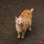 Feeding the pregnant cat: food and recommended quantities