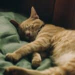 Feline infectious peritonitis (FIP): causes, symptoms, treatment