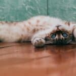 Feline panleukopenia: symptoms, diagnosis and treatments