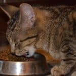 Food and Nutrition for cats with pancreatitis