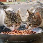 High calorie food for cats: what is important to know
