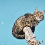 How to clean a cat's wound: suitable products and methods