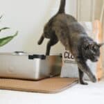 How to get a kitten used to the litter box? some tips