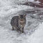 How to protect stray cats from the cold