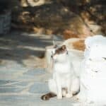 Ideal feeding of the Aegean Cat: food, quantity, frequency of meals