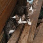 Injuries from foreign bodies in cats: what they are and how to behave