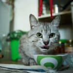 Is night snacking good or not for Cats?