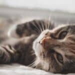 Menstruation in the cat: duration, symptoms and tips