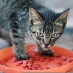 Nutrition of the German Rex Cat: food, quantity and frequency of meals