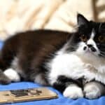 Nutrition of the Minuet Longhair Cat: food, doses and frequency of meals