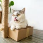 Nutrition of the Munchkin Cat: foods, quantity and frequency of meals