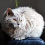 Nutrition of the Selkirk Rex Longhair Cat: quantity, foods and meal frequency